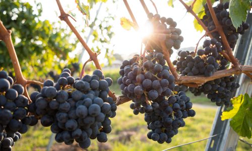 grapes on the vine